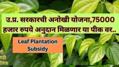 Leaf Plantation Subsidy